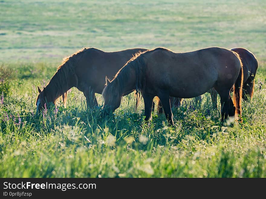 Several beautiful horses graze in field. Calm spring background