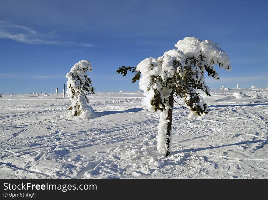 Fir trees covered in snow on Swedish mountain.