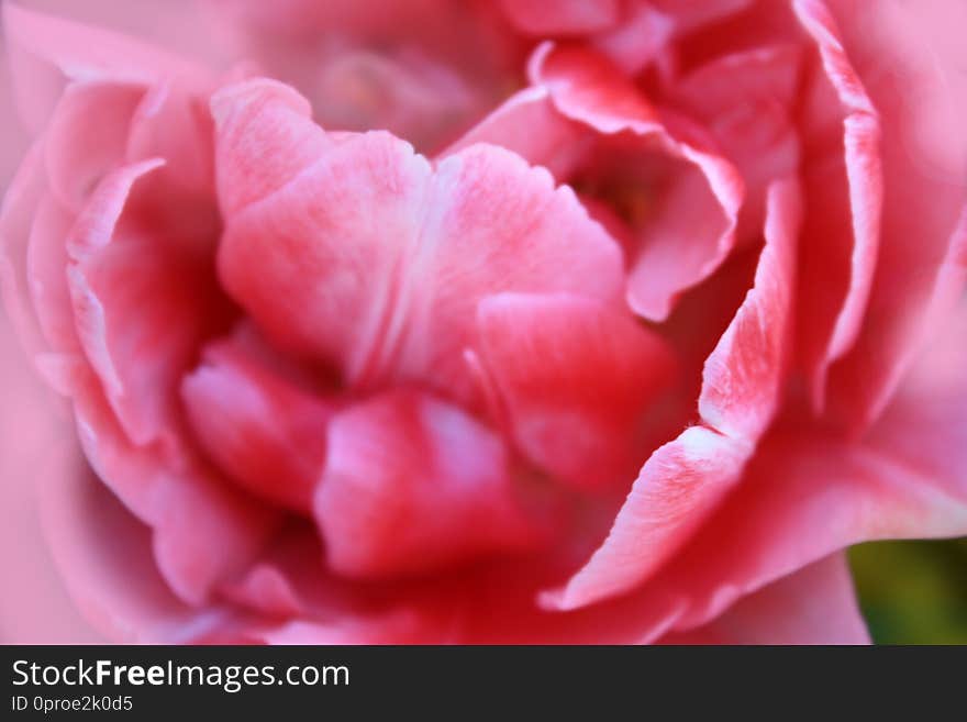 Pink Rose Tulip Background In The Garden.