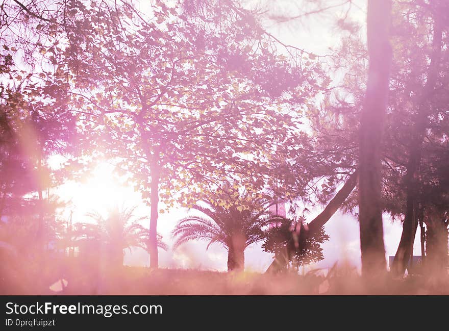 Soft abstract nature background. Tree in park. Sunlight effect