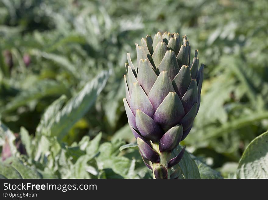 Beautiful Ripe Artichoke Cynara cardunculus in a field of Artichokes. Spring time at the Mediterranean.