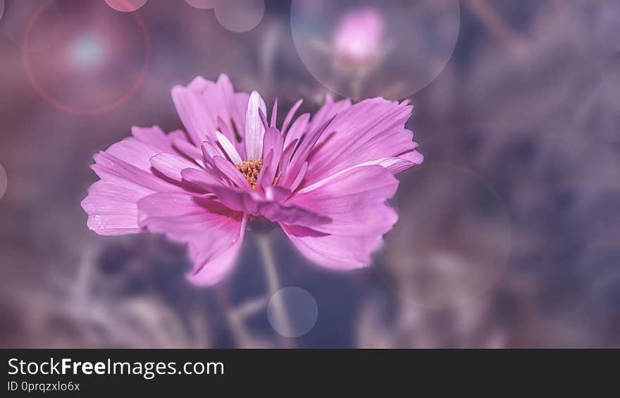 Delicate pink cosme daisy flower on a beautiful background. Copy space