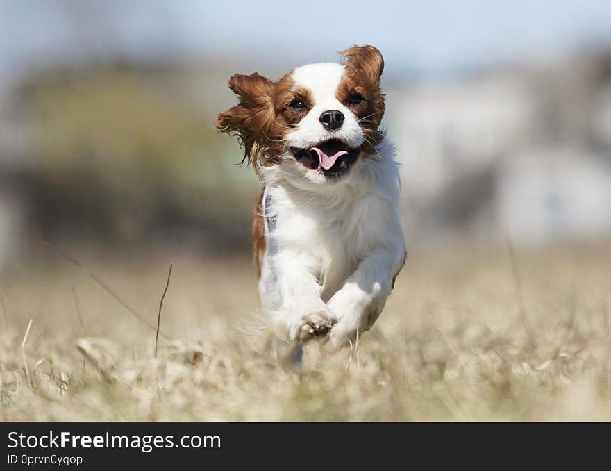 Active dog breed spaniel runs