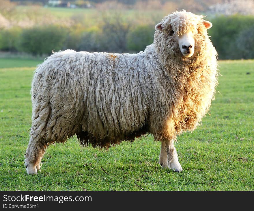 Sheep in field at Bullsland Farm, Chorleywood