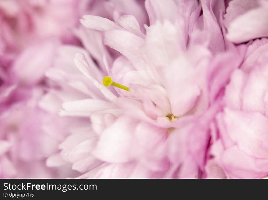 Close Up Macro Of Cherry Tree Pink Blossom