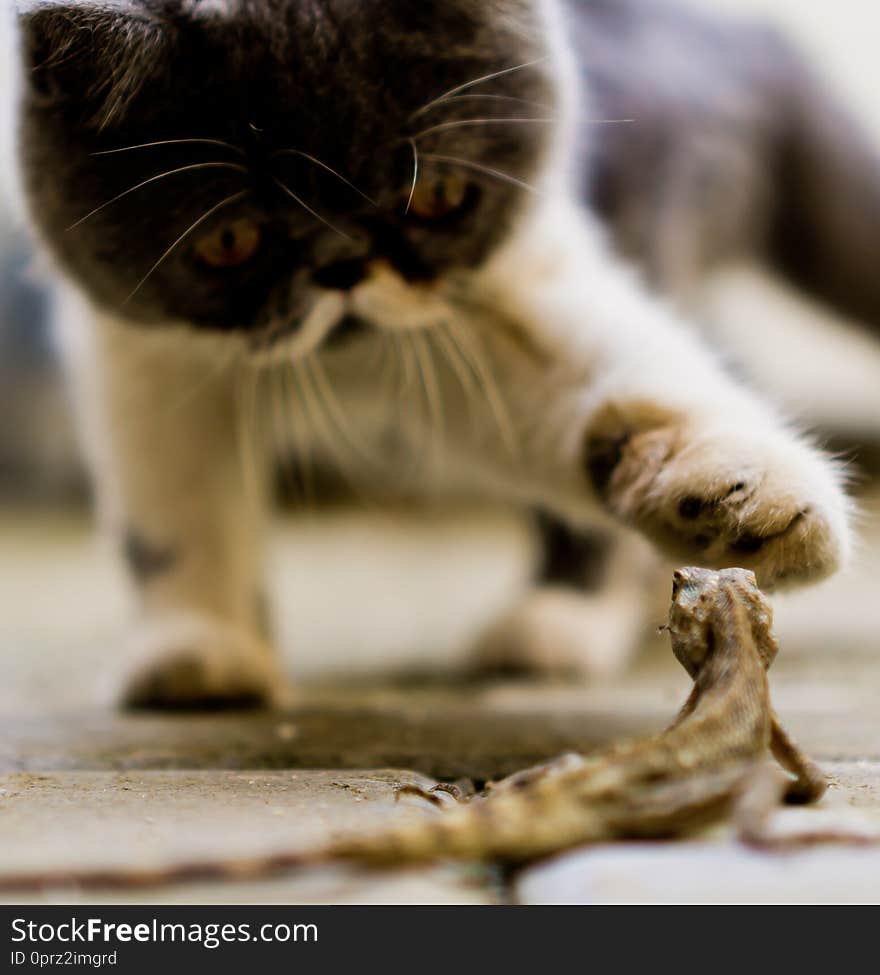 Close up Cat and Lizard play in the yard.