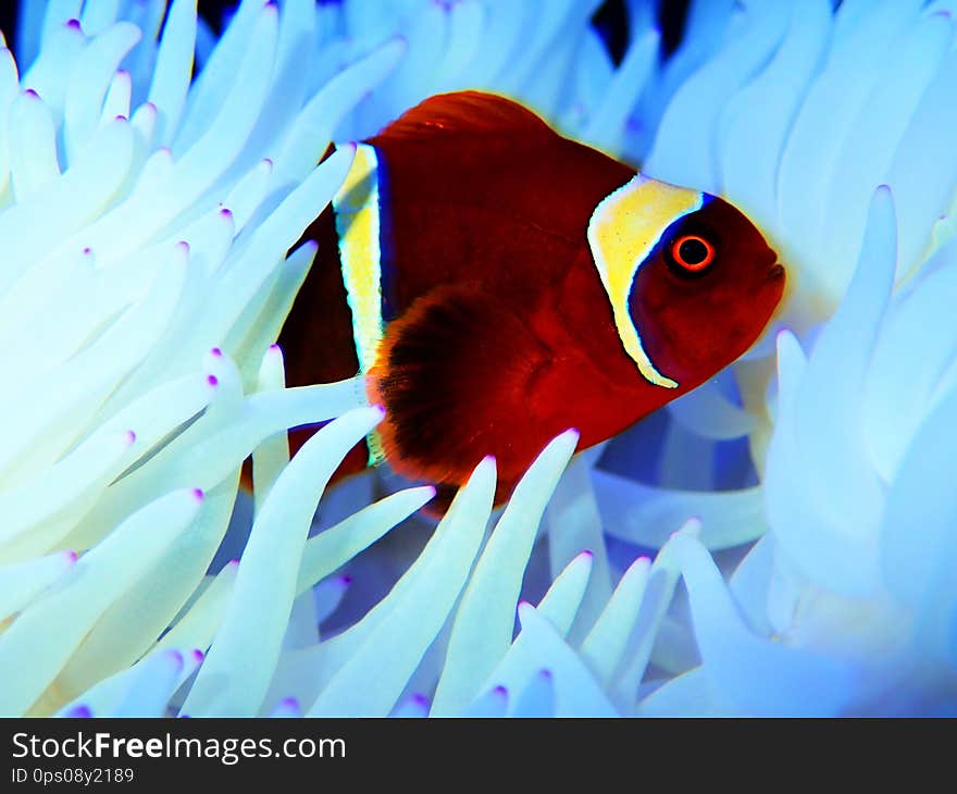 Gold flake Maroon Clownfish in Sabae white anemone