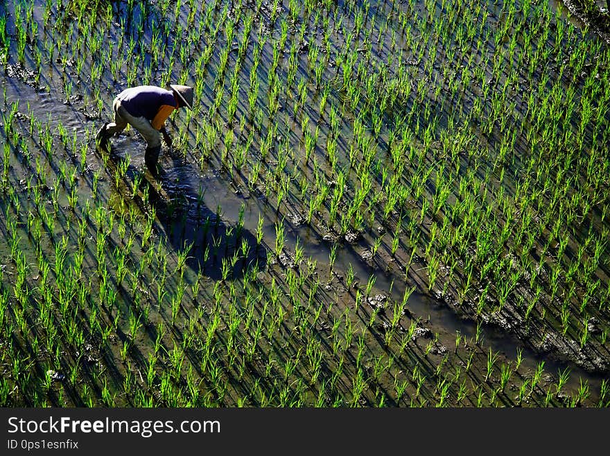 Paddy farmer planting on the rice field. He`s could be Thai farmer or Balinese farmer