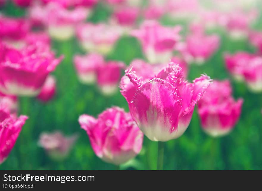 Spring meadow with bright colorful tulip flowers with selective focus. Beautiful nature floral background for card design, web banner and posters