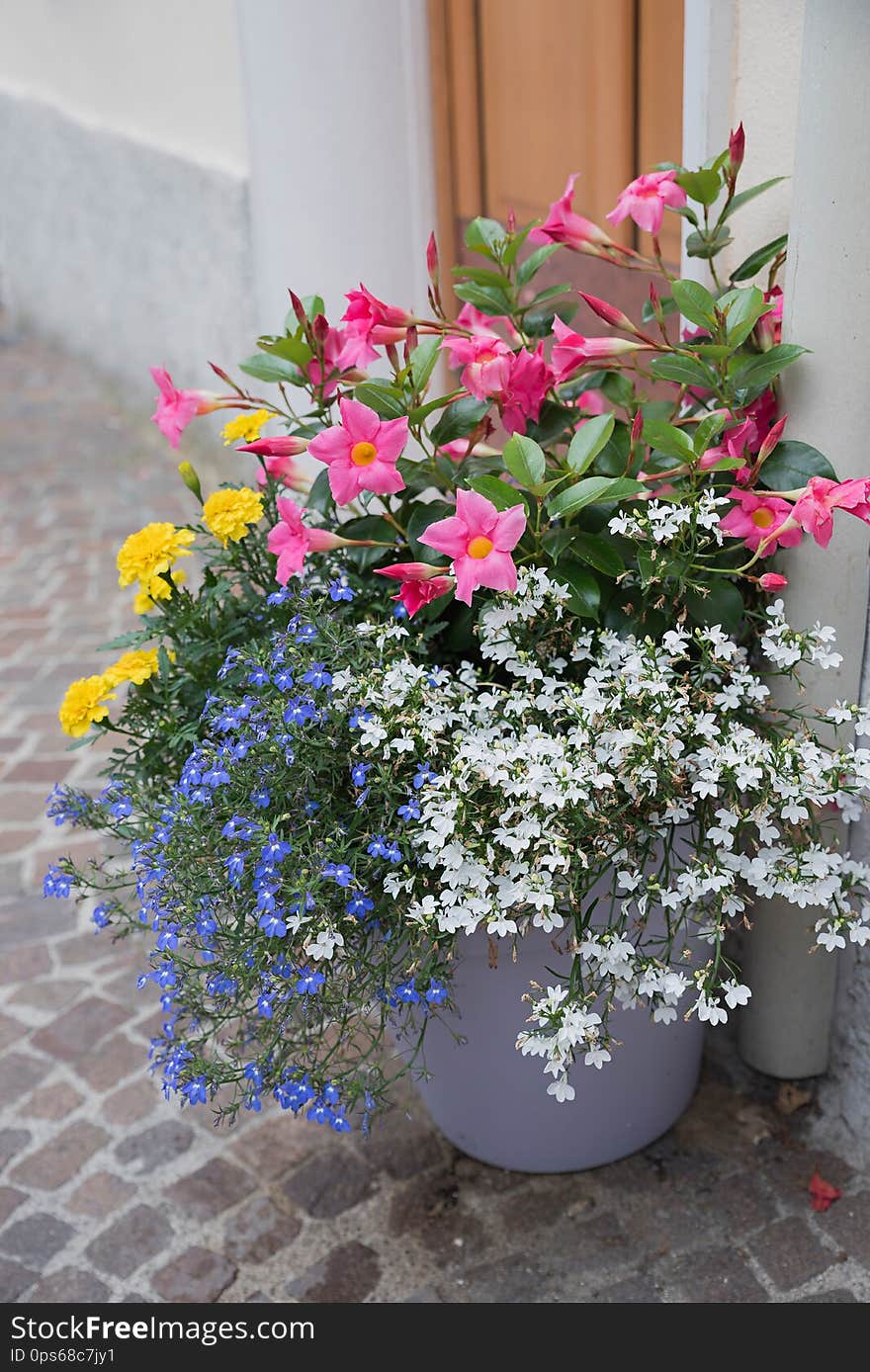 Flowerpot with lobelia, mandevilla, tagetes flowers