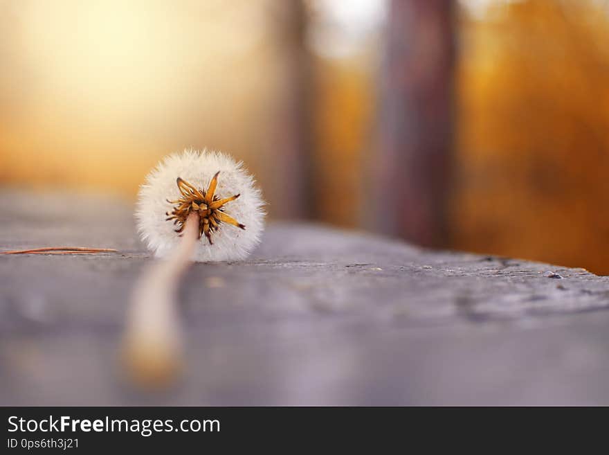 One dandelion in nature on an orange background. One dandelion in nature on an orange background.