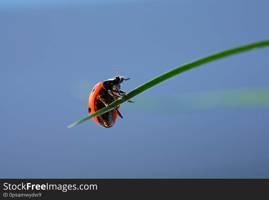 Ladybug in the green leaf.