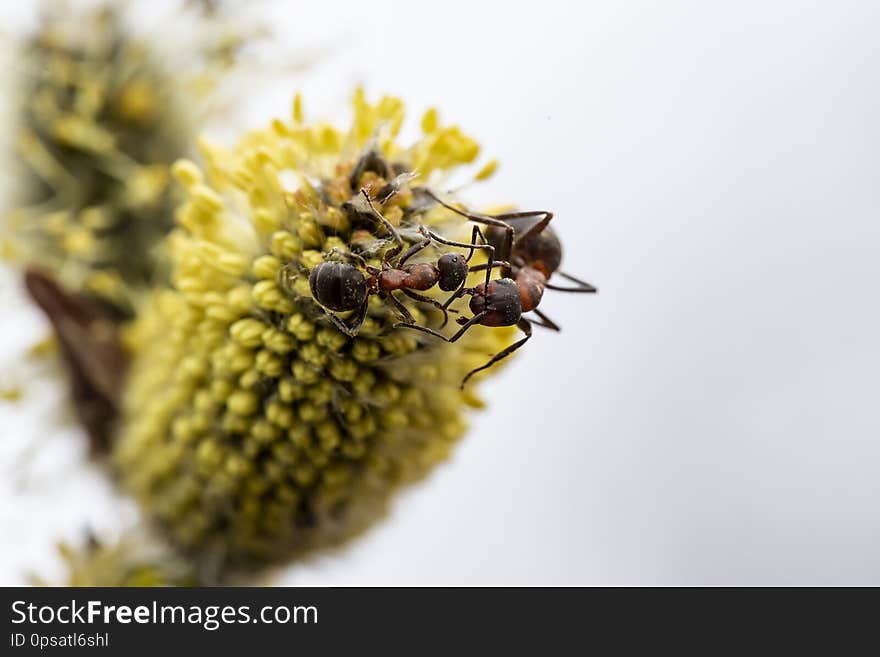 Two red forest ant Formica rufa are fighting on a fluffy, yellow willow bud, on a blurred background. Macro