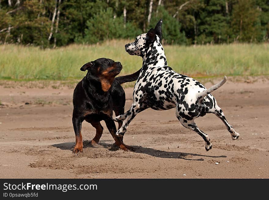 A beautiful Rottweiler and Dalmatian hound dogs playing and fighting together on the beach. A beautiful Rottweiler and Dalmatian hound dogs playing and fighting together on the beach.