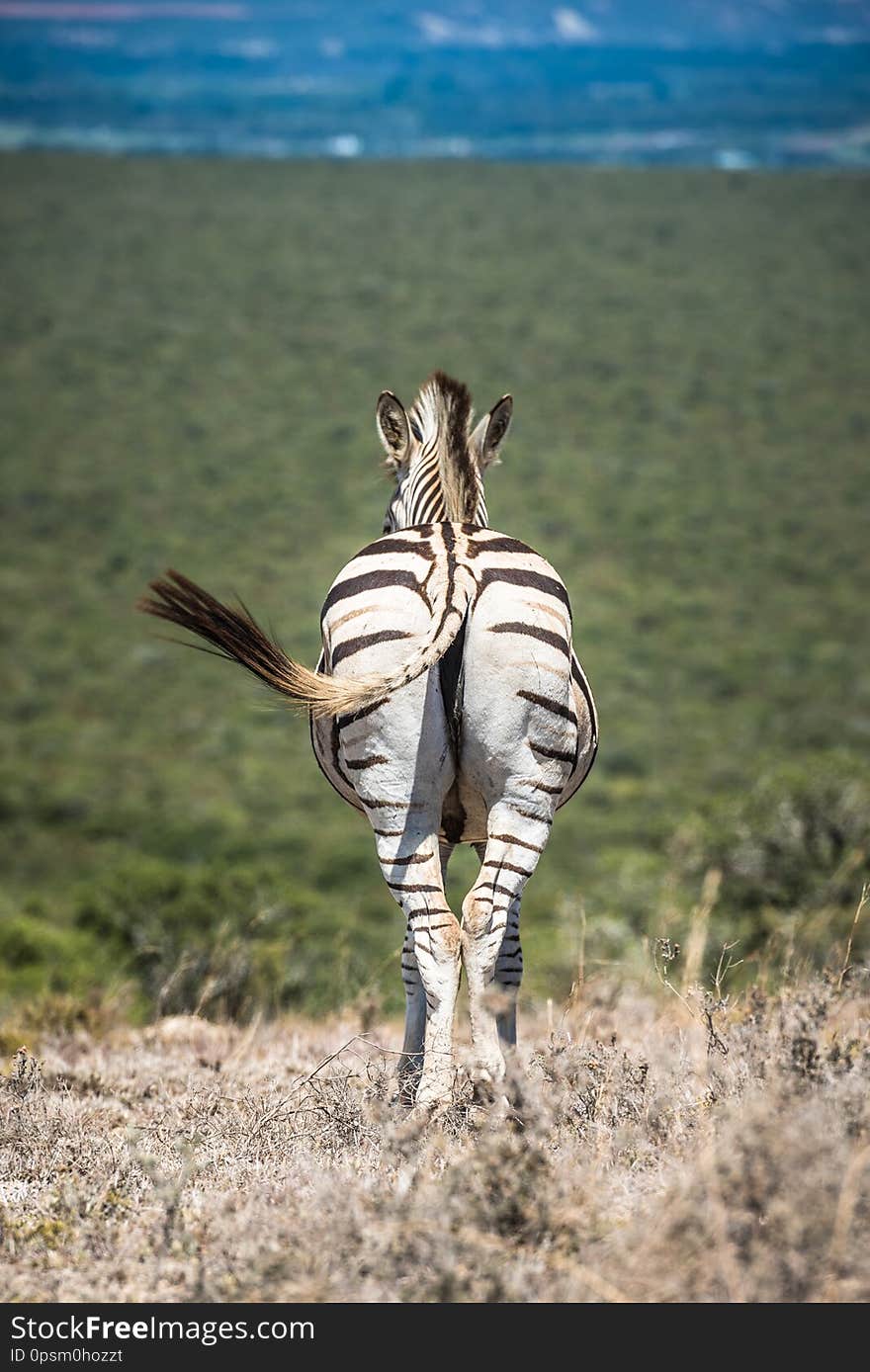 Zebra in Etosha national park, Namibia.