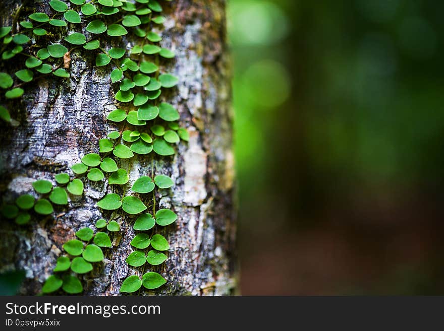 Nature details, beautiful natural background, summer, plants, forest