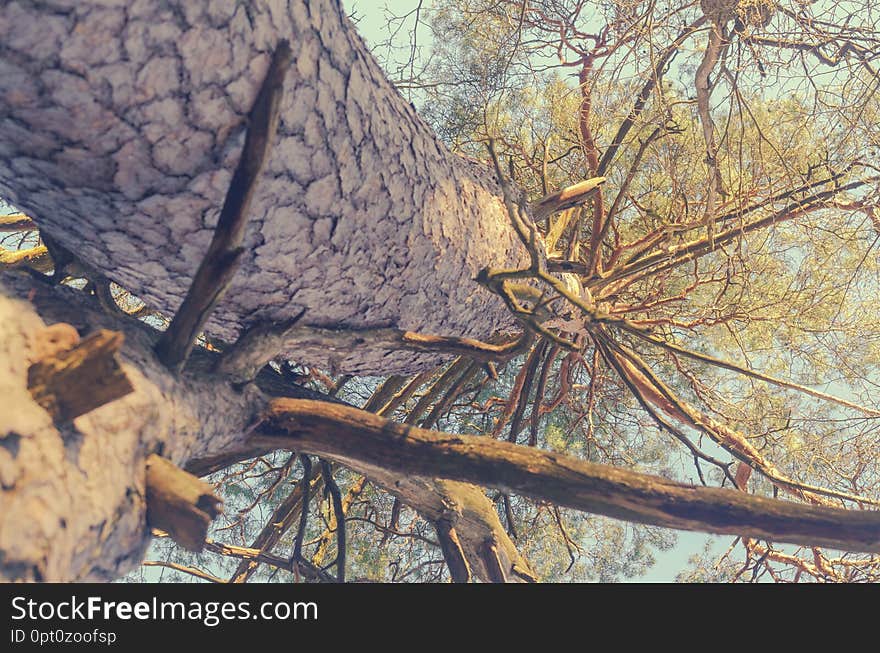 The trunk of an adult ripe pine bottom up.