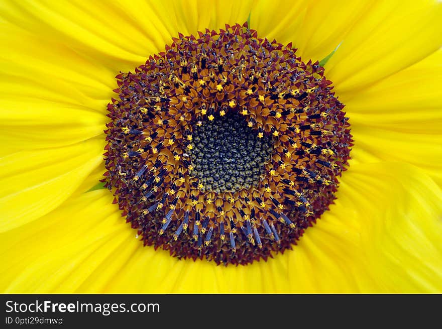 Beauty big yellow sunflower, macro