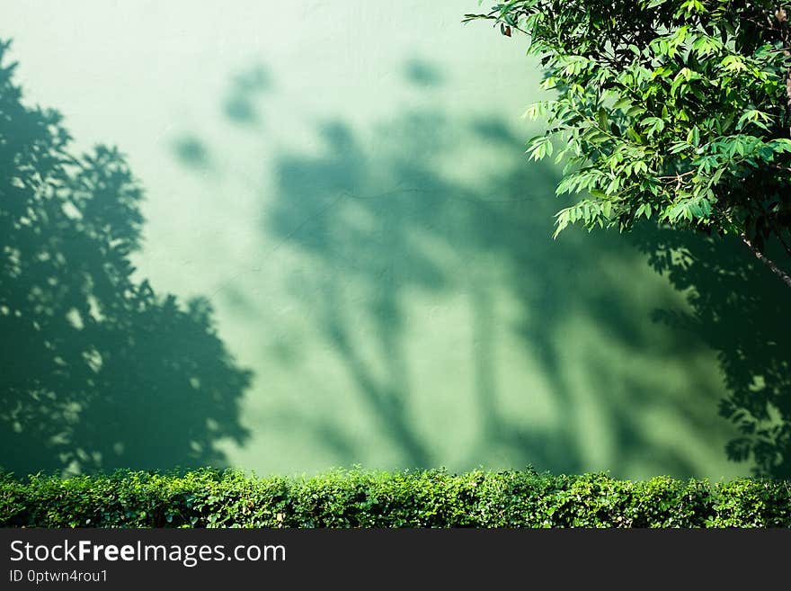 Abstract shadow of tree branch on green concrete wall background. Abstract shadow of tree branch on green concrete wall background