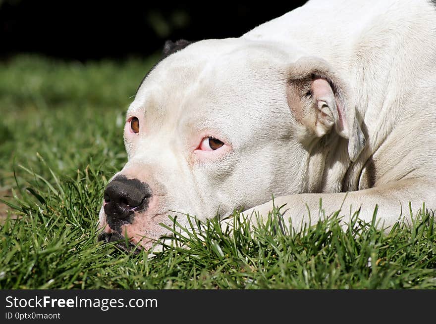 American bulldog basks in the meadow, summertime outdoors in the Garden