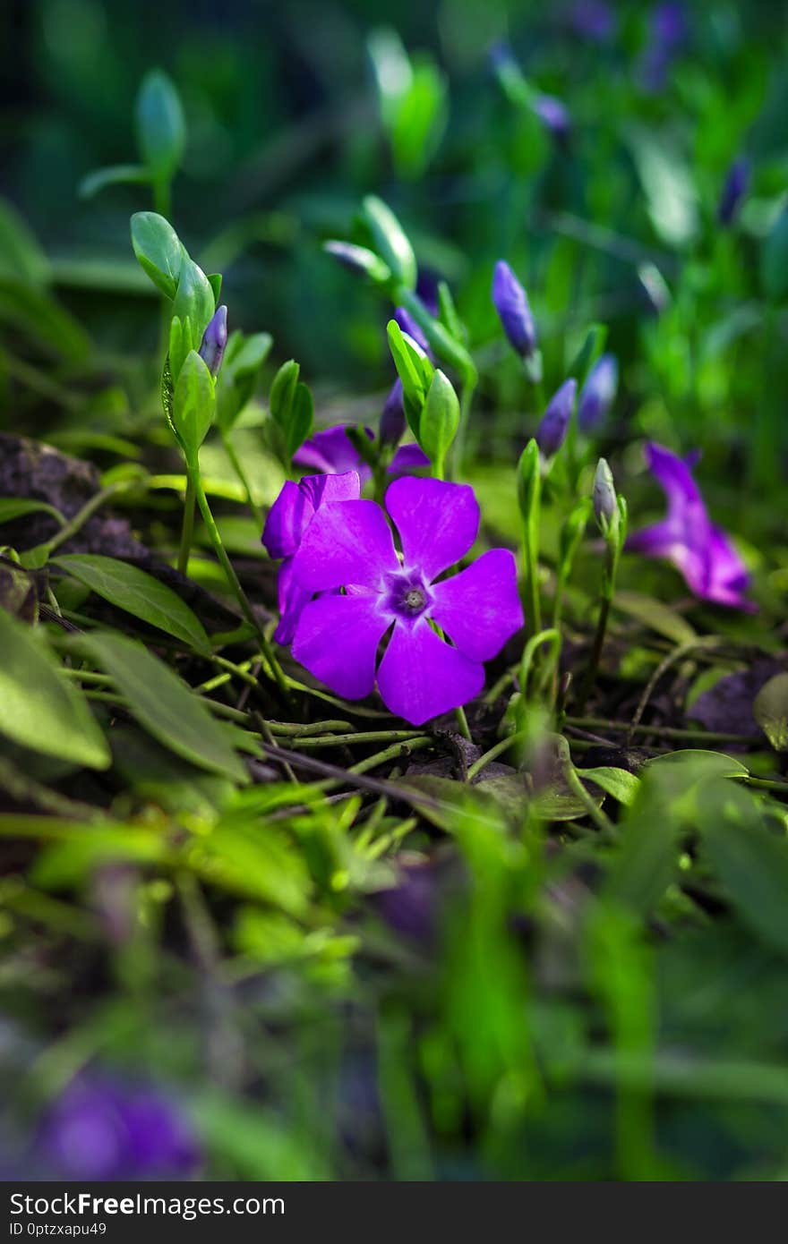 Minor Periwinkle spring flower in natural green environment. Opened and closed flowers, enlightened grass. Minor Periwinkle spring flower in natural green environment. Opened and closed flowers, enlightened grass