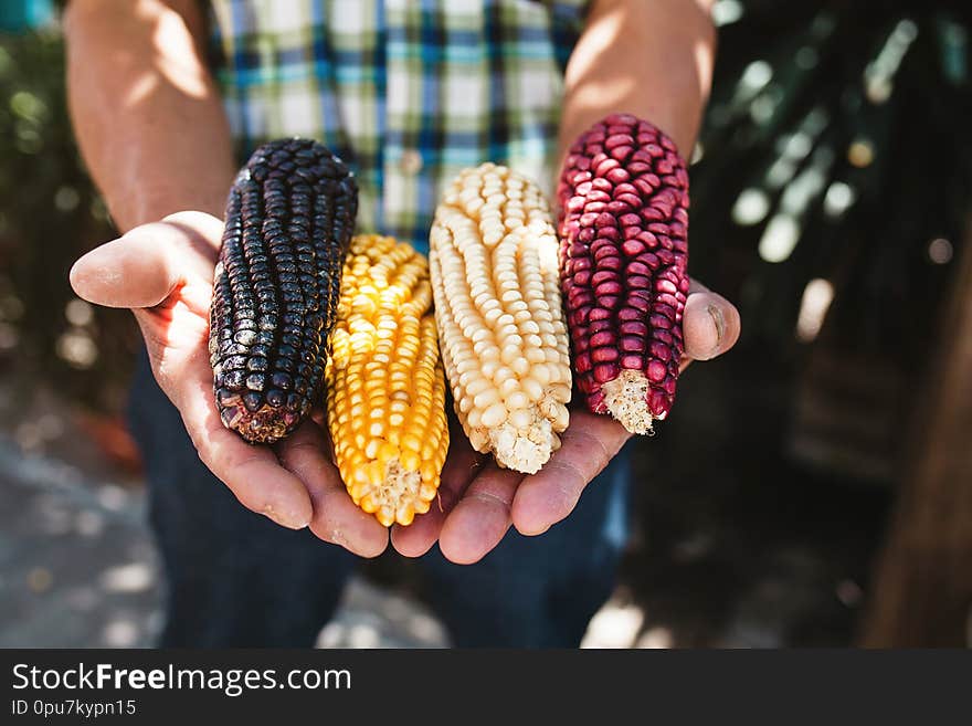 Dried corn cob of different colors in mexican hands in mexico maiz de colores