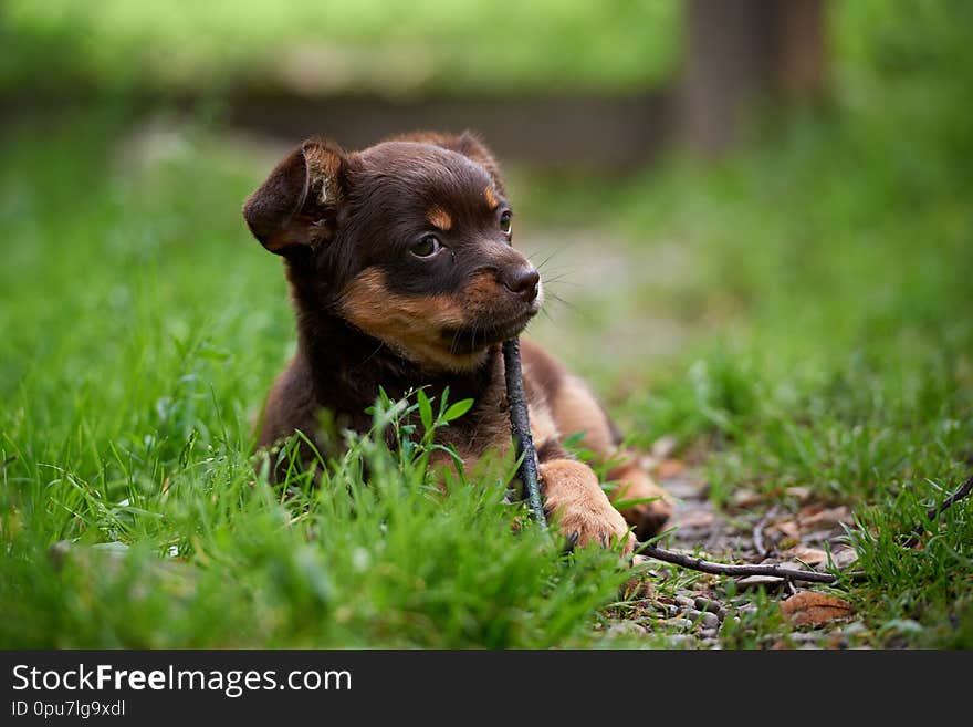 A small, cute little dog playing on the grass. A small, cute little dog playing on the grass