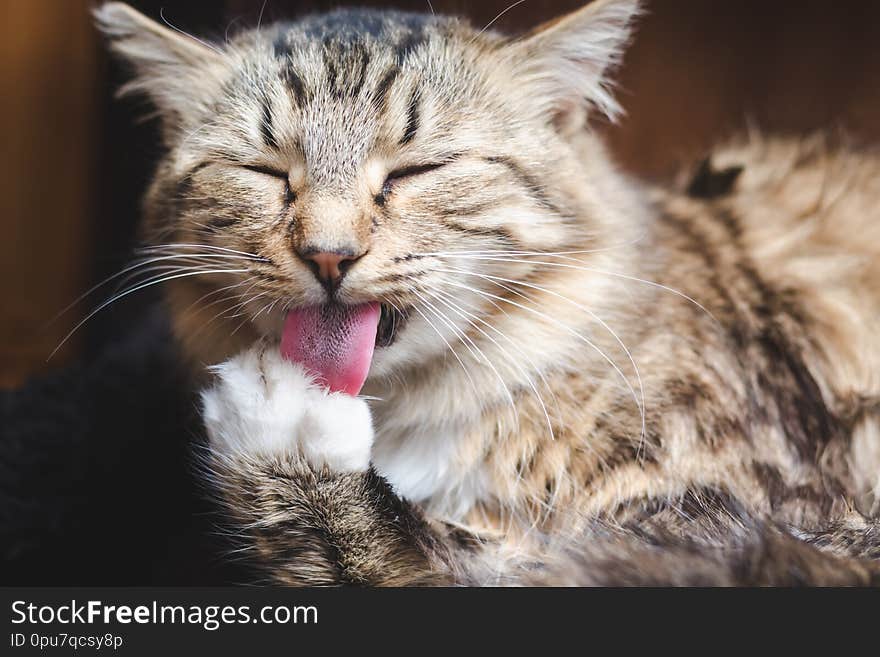 Beautiful fluffy tabby cat washes its paw close up