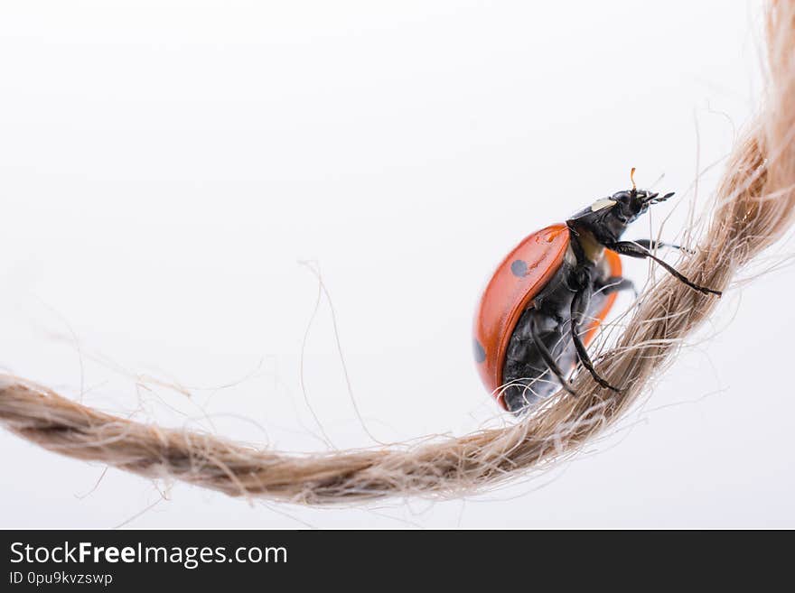 Beautiful photo of red ladybug walking on thread. Beautiful photo of red ladybug walking on thread