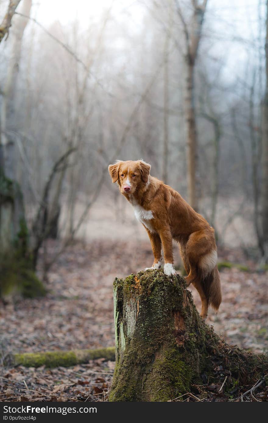Nova Scotia Duck Tolling Retriever in the forest. Pet for a walk in nature. Hike with a dog. Nova Scotia Duck Tolling Retriever in the forest. Pet for a walk in nature. Hike with a dog