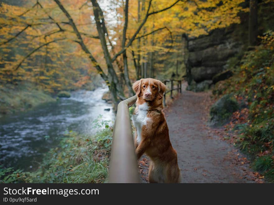 Nova Scotia Duck Tolling Retriever in the forest. Pet for a walk in nature. Hike with a dog. Nova Scotia Duck Tolling Retriever in the forest. Pet for a walk in nature. Hike with a dog