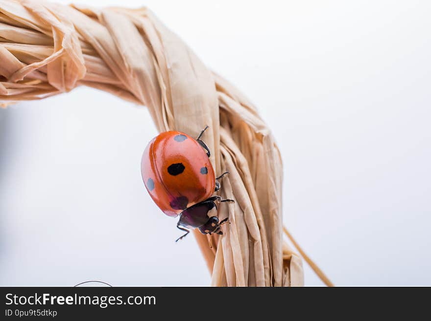 Beautiful red ladybug walking around objects