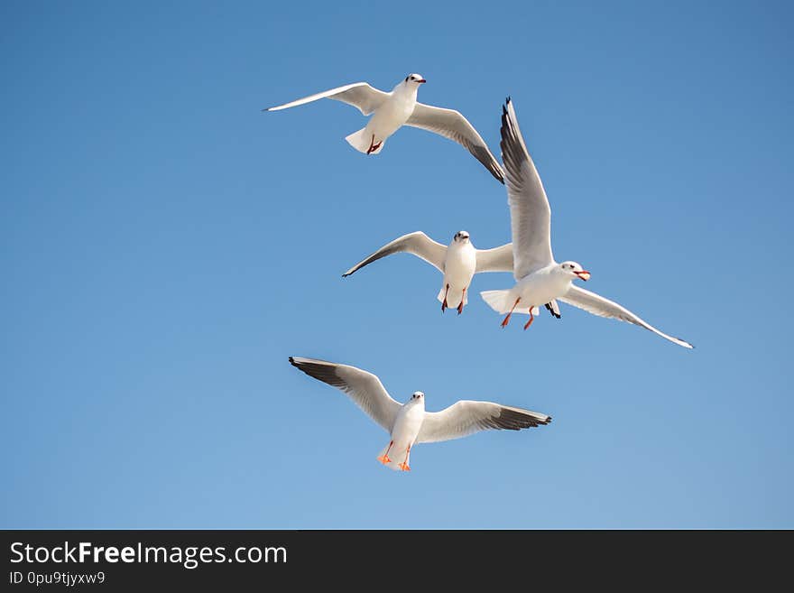 Seagull flying in a blue sky as a background. Seagull flying in a blue sky as a background