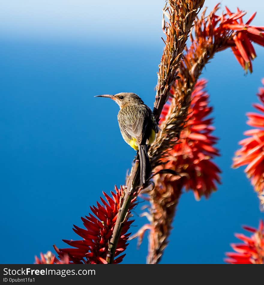 A male Cape Sugarbird on a red winter Aloe