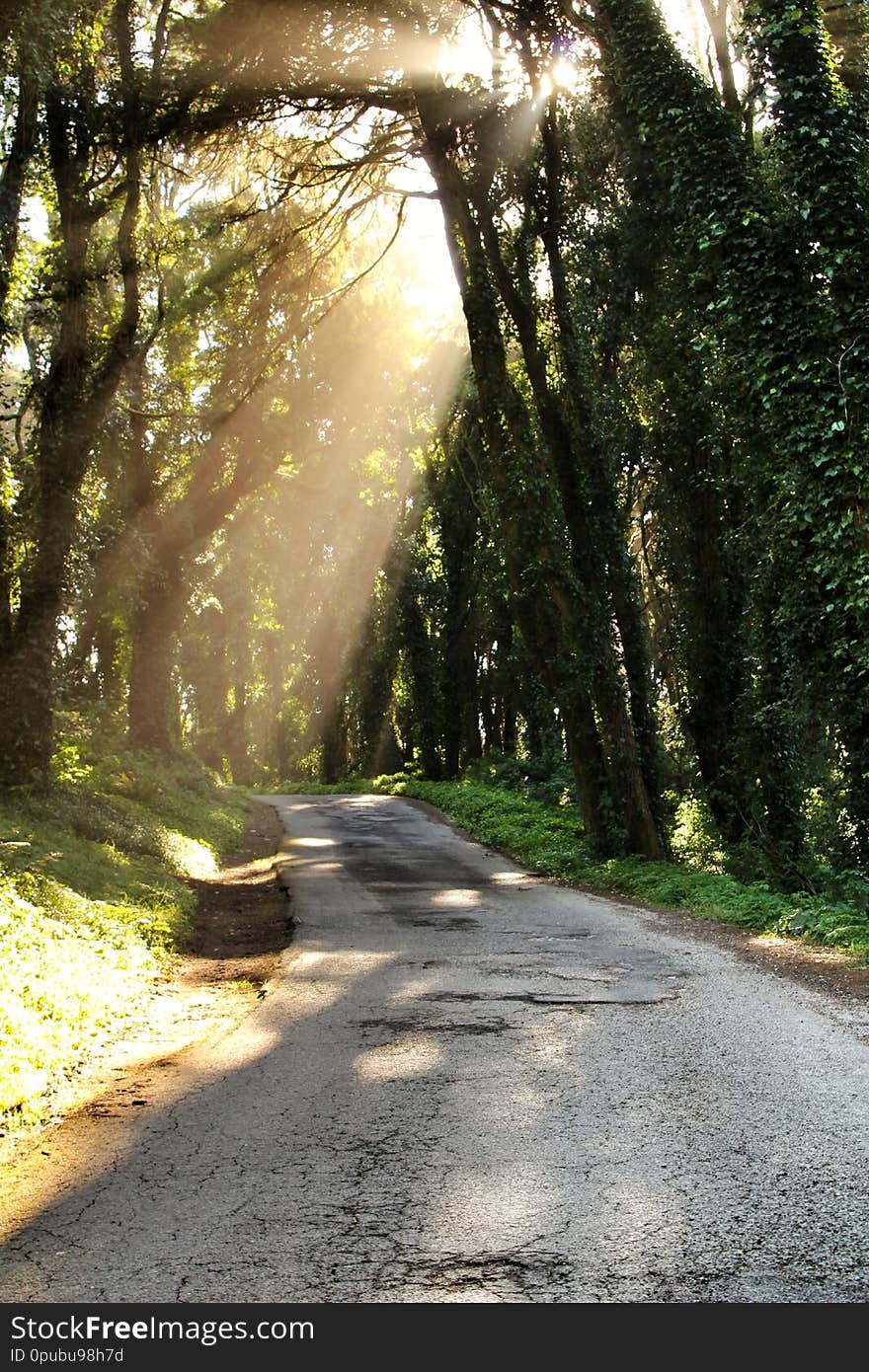 Road crossing leafy forest in Sintra Mountains