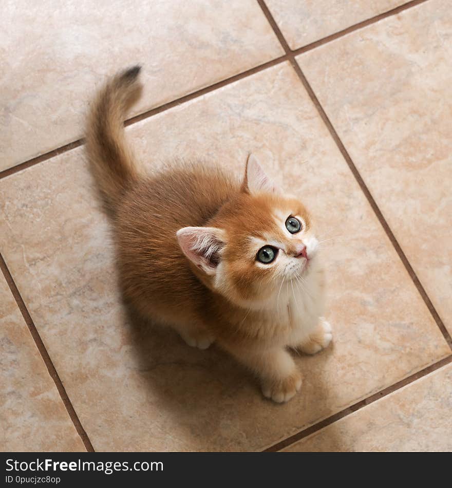 Kitten breed British shorthair with green eyes sitting on  tiled floor.  View from above