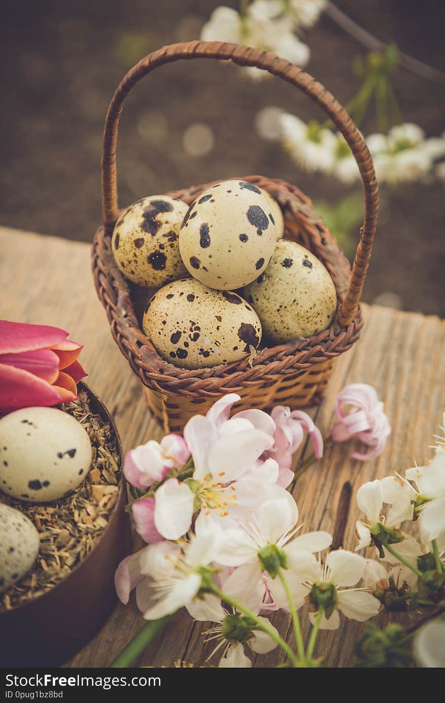 Organic quail eggs. Natural gourmet meal