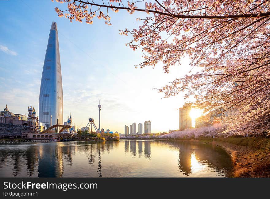 Morning sunrise in cherry blossom park, seoul city, south Korea