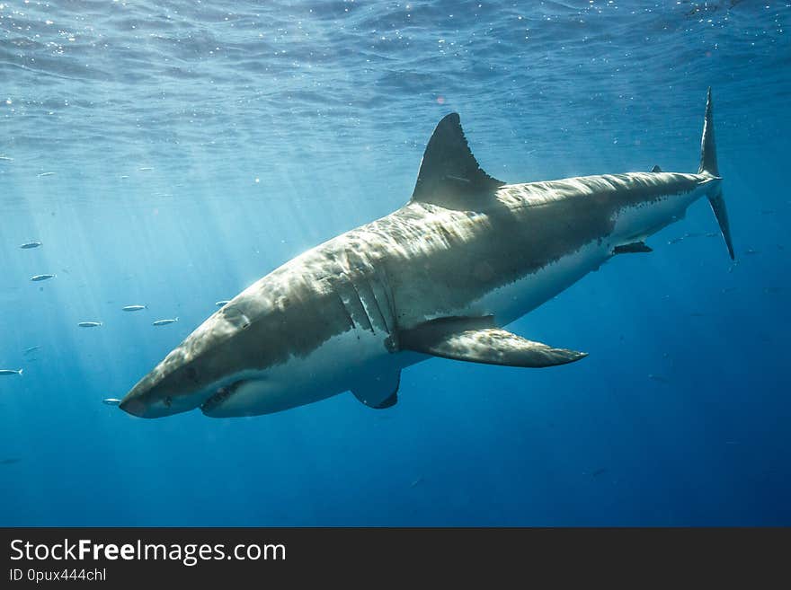 Swimming with Great White Sharks off the island of Guadalupe in Mexico. Swimming with Great White Sharks off the island of Guadalupe in Mexico