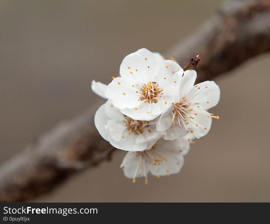 Spring bloomed apricot. beautiful white flowers on a branch