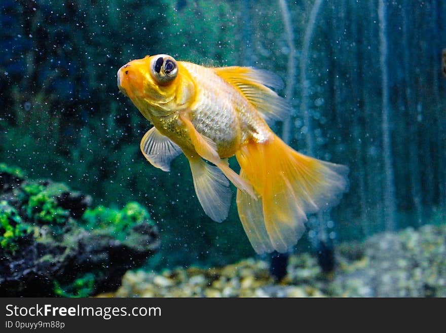 Goldfish in aquarium.Close-up. Goldfish with a white tail. Wonderful and incredible underwater world with fish.