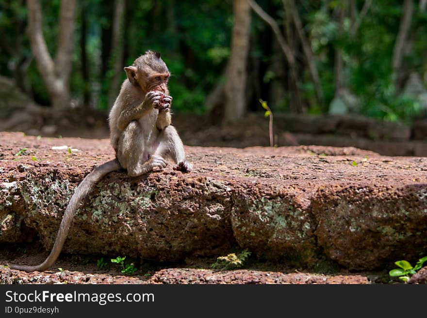 Young and hungry macaque monkey devouring fruit