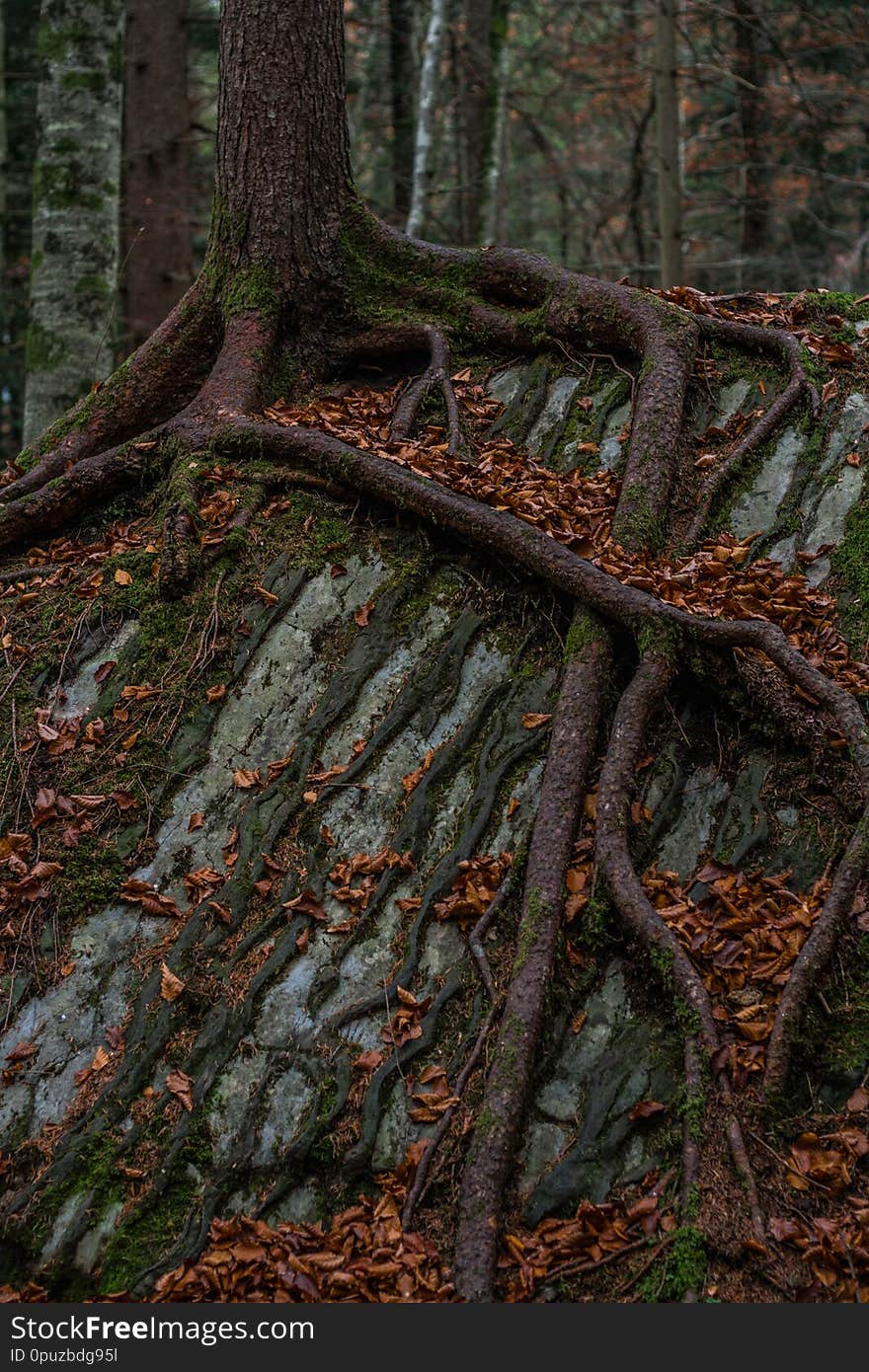 Tree roots twine around a stone - switzerland