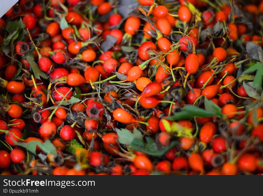 Dog-rose Fruit! Plants