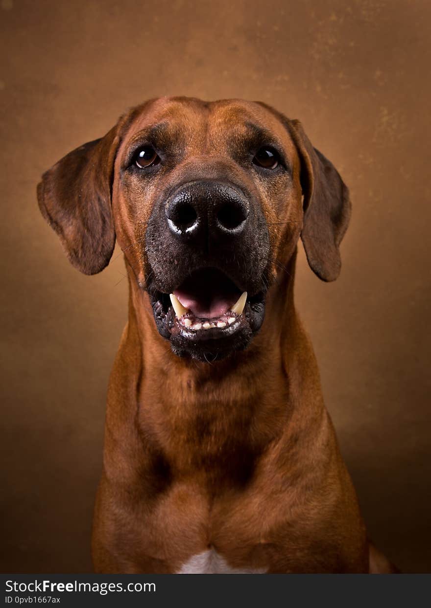 Studio shot of a Rhodesian Ridgeback Dog on brown Background