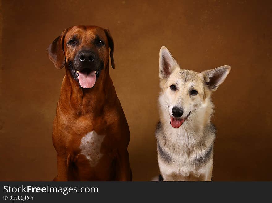 Studio shot of a two dogs sitting on brown Background