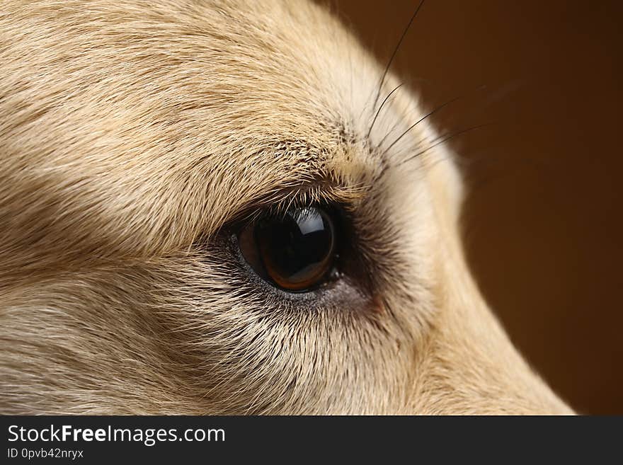 Close-up view at dog`s eye in studio on brown background with copy space