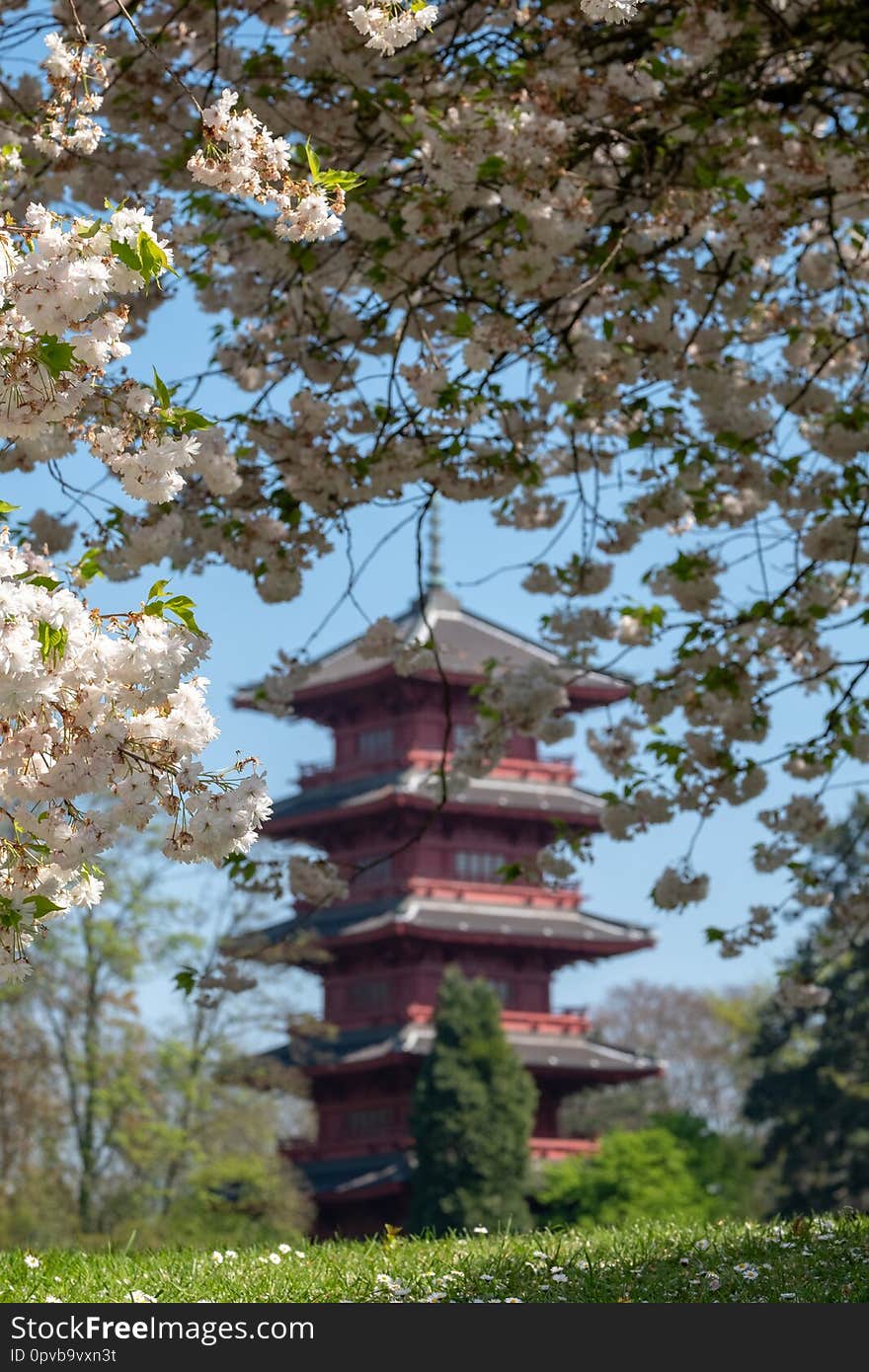 The Japanese Tower or Pagoda in the grounds of the Castle of Laeken, the home in north Brussels, Belgium, of the Belgian royal family. Cherry blossom in foreground. The Japanese Tower or Pagoda in the grounds of the Castle of Laeken, the home in north Brussels, Belgium, of the Belgian royal family. Cherry blossom in foreground.