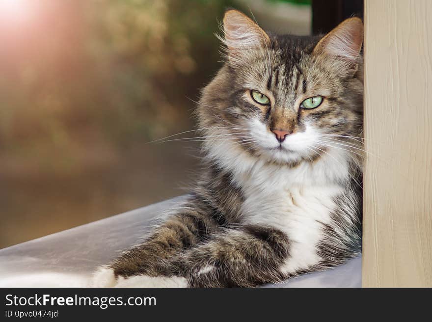 Portrait of a beautiful three-colored cat with green eyes. The summer photo, a cat lies and looks in the face. Proud bearing