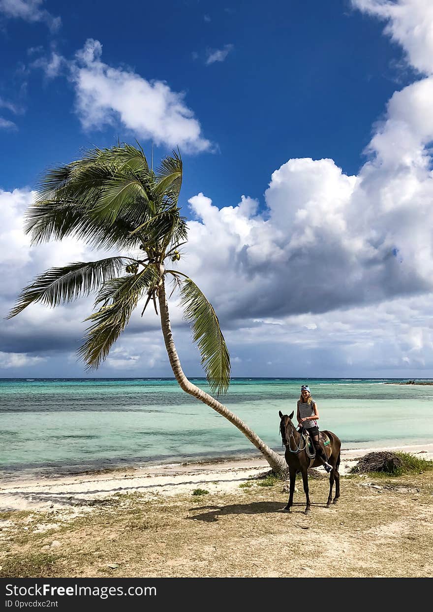 Cowboy girl on a horse under a palm tree.